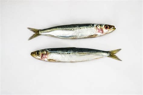picture of sardine fish|100+ Free Sardine Fish & Sardines Photos .
